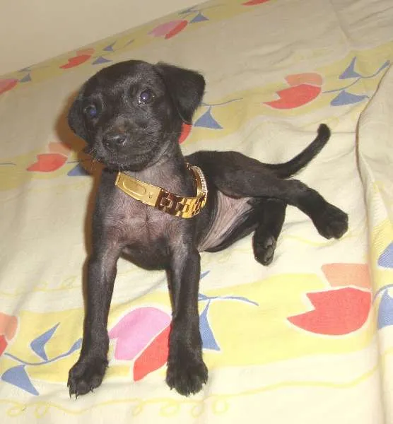 Cachorro ra a srd idade  nome Victória