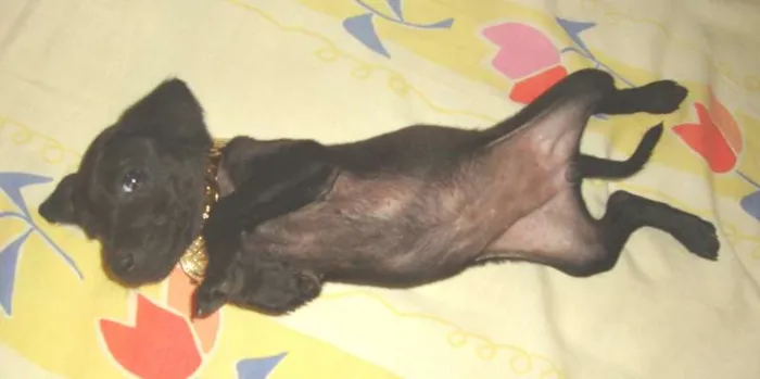 Cachorro ra a srd idade  nome Victória