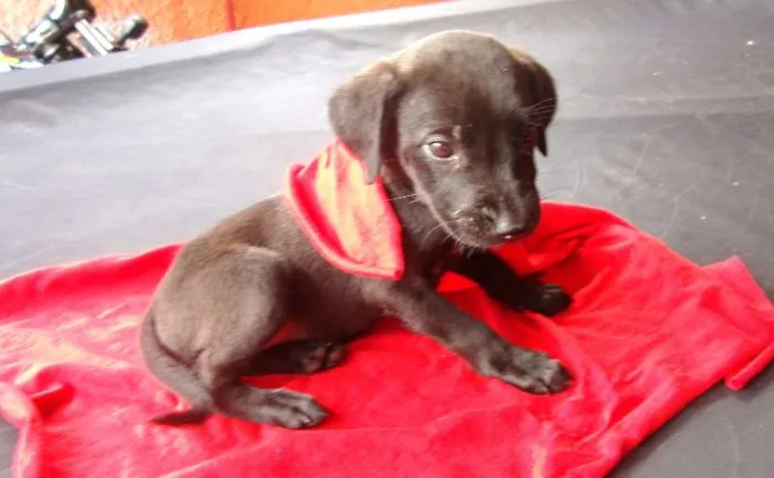 Cachorro ra a srd idade  nome Victória
