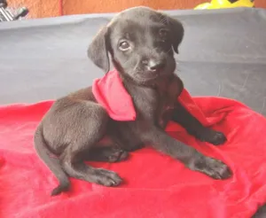 Cachorro raça srd idade  nome Victória