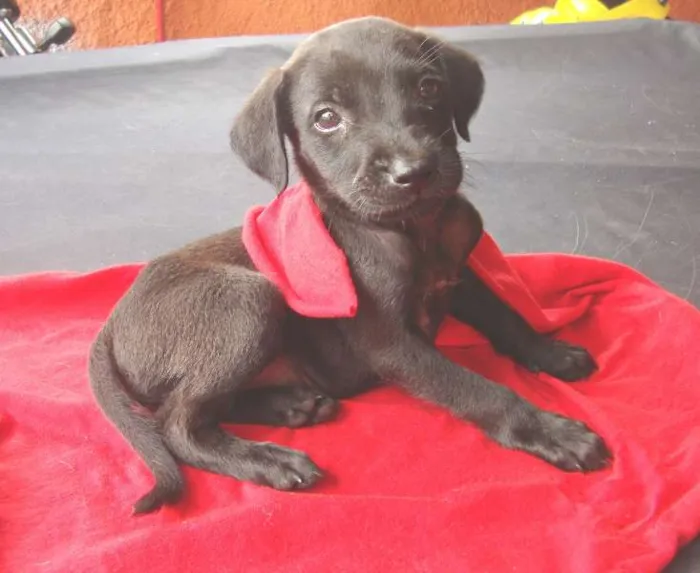 Cachorro ra a srd idade  nome Victória