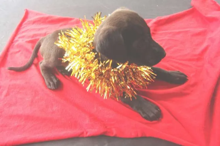 Cachorro ra a srd idade  nome Victória