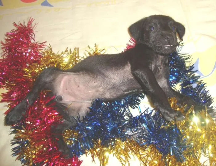 Cachorro ra a srd idade  nome Victória