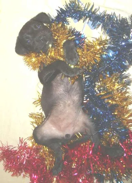 Cachorro ra a srd idade  nome Victória