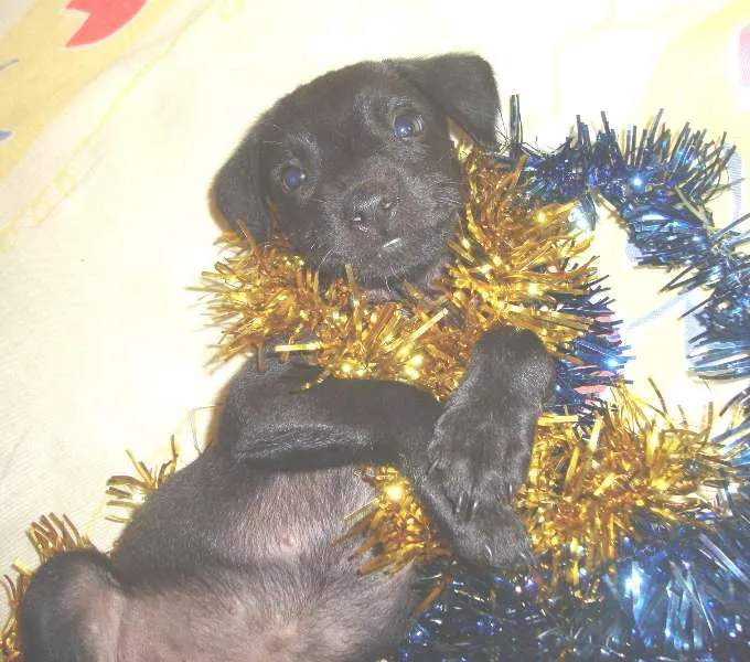 Cachorro ra a srd idade  nome Victória