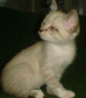 Gato raça  srd idade 2 a 6 meses nome Florzinha e Fofinha