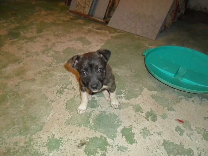 Cachorro raça Vira Lata idade Abaixo de 2 meses nome meg
