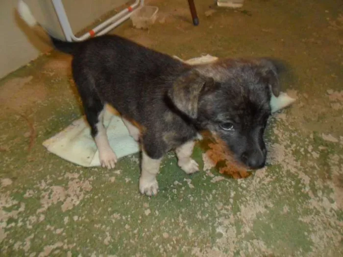 Cachorro raça Vira Lata idade Abaixo de 2 meses nome meg