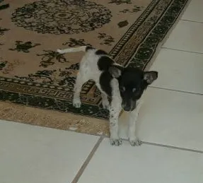 Cachorro ra a Mestiço idade 2 a 6 meses nome Tobby