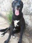 Amora