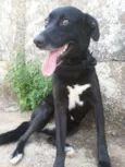 Amora