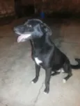 Amora
