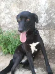Amora