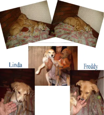 Cachorro raça SRD idade 2 a 6 meses nome Linda e Freddy