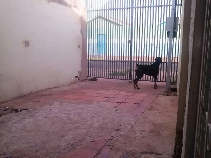 Cachorro ra a Dobermann idade 2 anos nome Hector