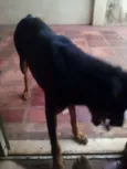 Hector