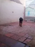 Hector