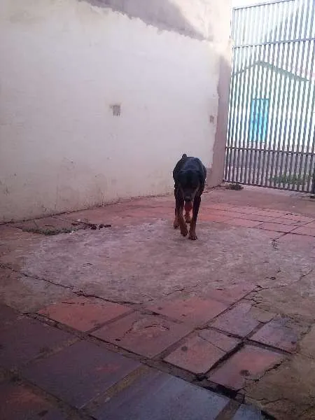 Cachorro ra a Dobermann idade 2 anos nome Hector