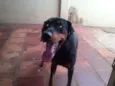 Hector