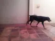 Hector