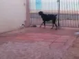 Hector