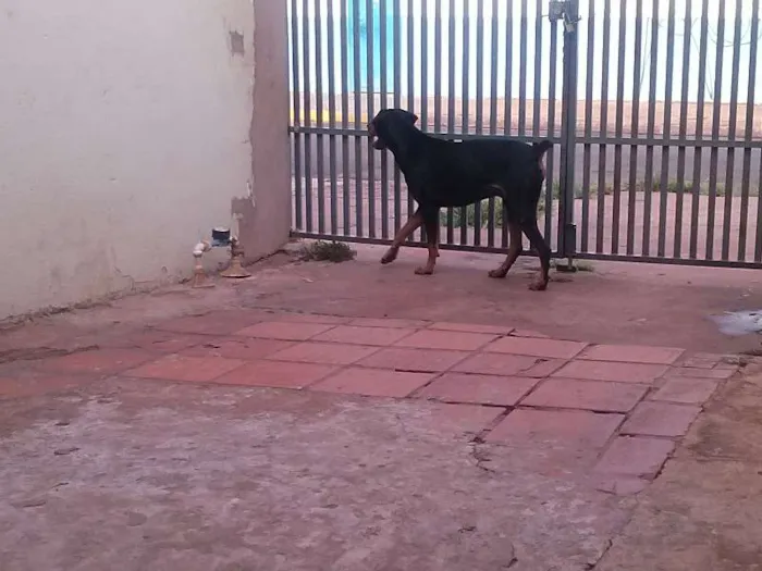 Cachorro ra a Dobermann idade 2 anos nome Hector