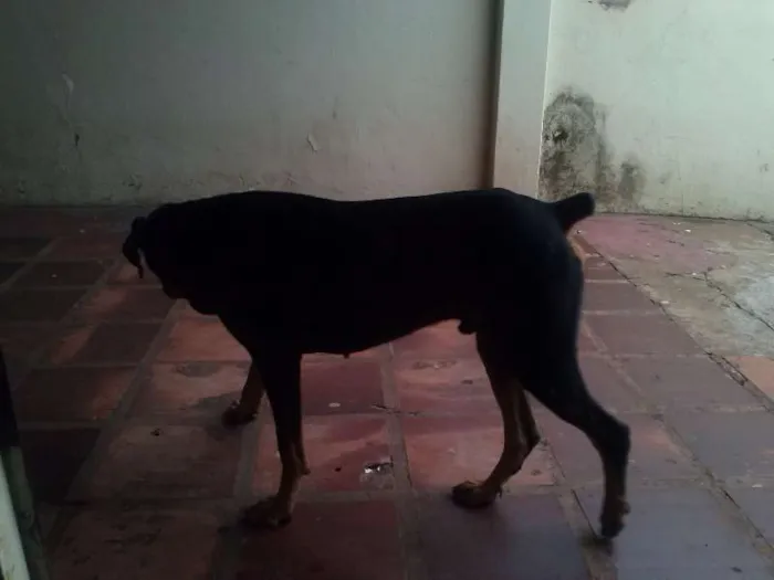 Cachorro ra a Dobermann idade 2 anos nome Hector