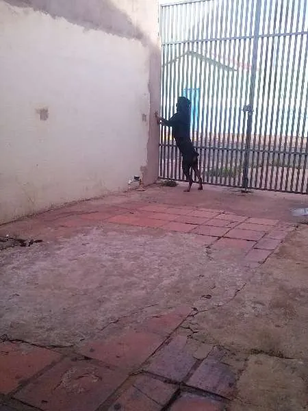 Cachorro ra a Dobermann idade 2 anos nome Hector