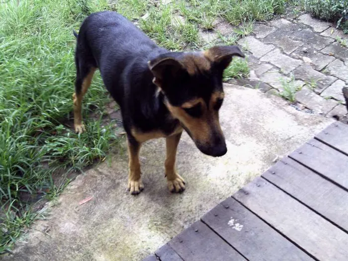 Cachorro ra a Indefinida idade 1 ano nome Menina
