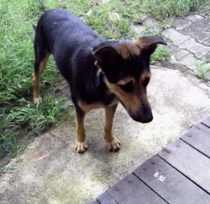 Cachorro raça Indefinida idade 1 ano nome Menina