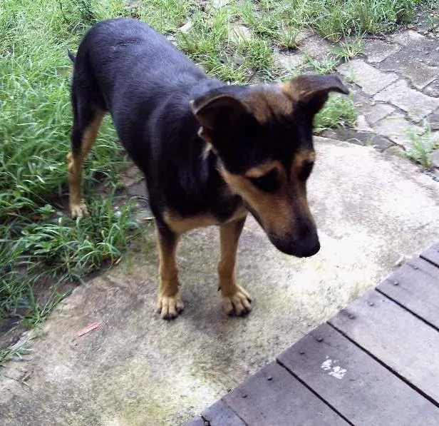 Cachorro ra a Indefinida idade 1 ano nome Menina