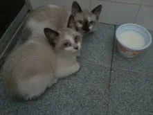 Gato ra a SRD idade 2 a 6 meses nome BEBES sapopemba