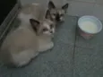 BEBES sapopemba