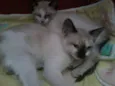 BEBES sapopemba