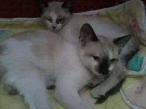 Gato raça SRD idade 2 a 6 meses nome BEBES sapopemba