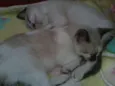 BEBES sapopemba