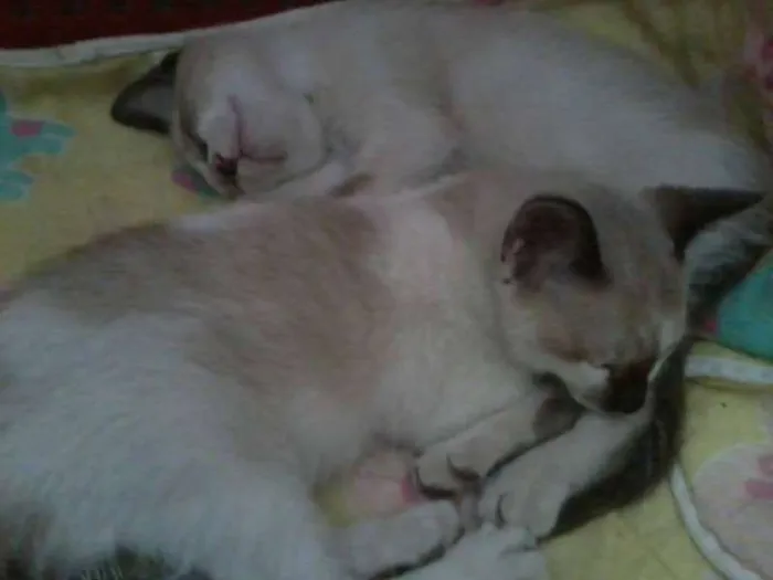 Gato ra a SRD idade 2 a 6 meses nome BEBES sapopemba