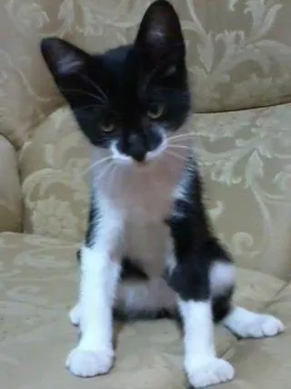 Gato ra a SRD idade 7 a 11 meses nome Maylon