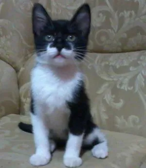 Gato raça SRD idade 7 a 11 meses nome Maylon