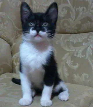 Gato ra a SRD idade 7 a 11 meses nome Maylon