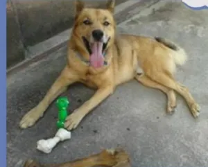 Cachorro raça srd idade 5 anos nome Esponjinha