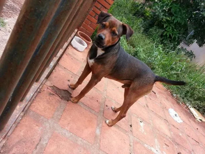 Cachorro ra a SRD idade 4 anos nome Bob