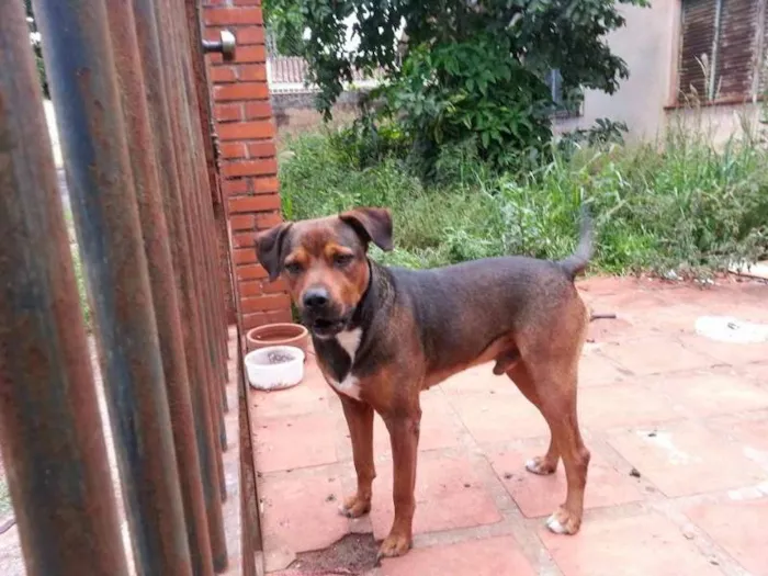 Cachorro ra a SRD idade 4 anos nome Bob
