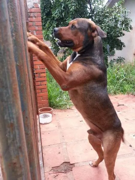 Cachorro ra a SRD idade 4 anos nome Bob