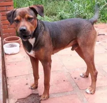 Cachorro ra a SRD idade 4 anos nome Bob