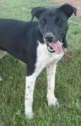 SAMANTHA