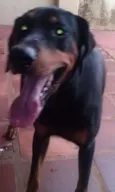 Hector