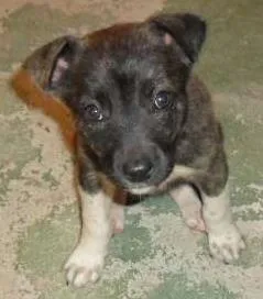 Cachorro raça Vira Lata idade Abaixo de 2 meses nome meg