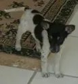Tobby