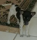 Cachorro ra a Mestiço idade 2 a 6 meses nome Tobby